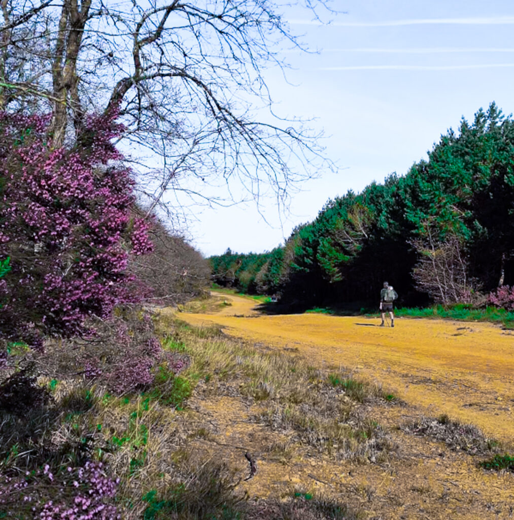 Ein Weg durch die Heide